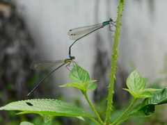 Caconeura ramburi