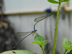Caconeura ramburi