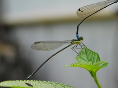 Caconeura ramburi