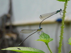 Caconeura ramburi