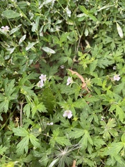 Geranium sibiricum