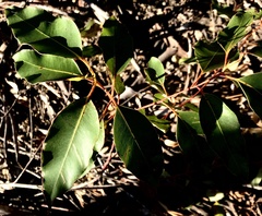 Eucalyptus saligna