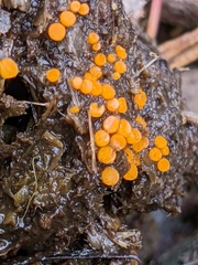 Cheilymenia raripila