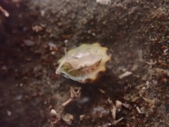 Coelotrochus viridis