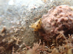 Coelotrochus viridis