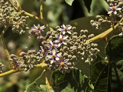 Trichospermum pleiostigma