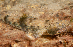 Saurida gracilis