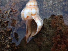 Pleuroploca trapezium