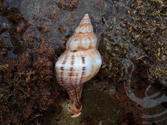 Pleuroploca trapezium