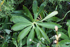 Helleborus cyclophyllus