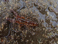 Alpheus novaezealandiae