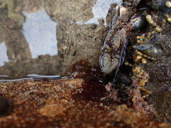 Alpheus novaezealandiae