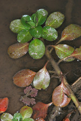 Ludwigia peploides montevidensis