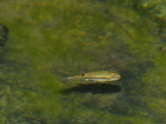 Phoxinus septimaniae