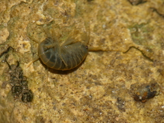 Gammarus pulex