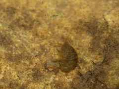 Gammarus pulex