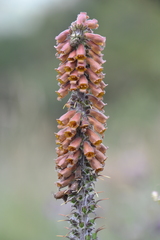 Digitalis parviflora