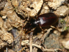 Paranchus albipes