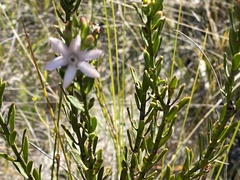 Philotheca queenslandica