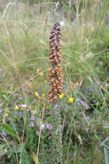 Digitalis parviflora