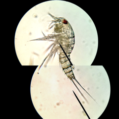 Neocopepoda
