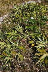 Helleborus cyclophyllus