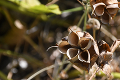 Helleborus cyclophyllus