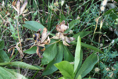 Helleborus cyclophyllus