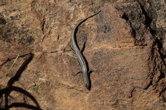 Cryptoblepharus australis