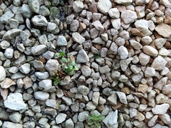 Epilobium microphyllum