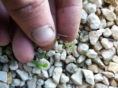 Epilobium microphyllum