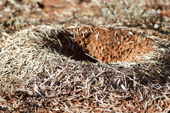 Polyrhachis macropus