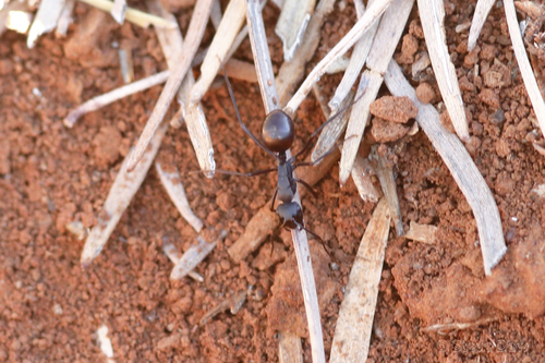 Polyrhachis macropusPolyrhachis macropus