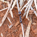 Polyrhachis macropus - Photo (c) Steve Dew, osa oikeuksista pidätetään (CC BY-NC), lähettänyt Steve Dew
