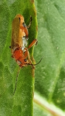 Cantharis livida