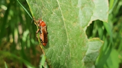 Cantharis livida