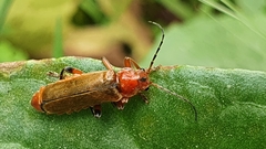 Cantharis livida