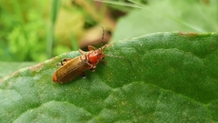Cantharis livida