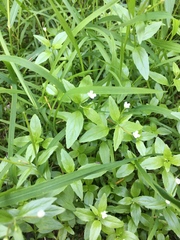 Epilobium lactiflorum