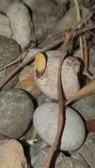 Lamprohiza mulsantii