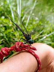 Somatochlora alpestris