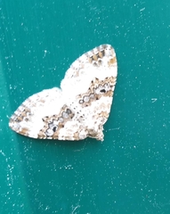 Epirrhoe rivata