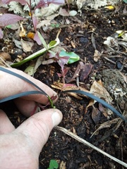 Ophiopogon planiscapus