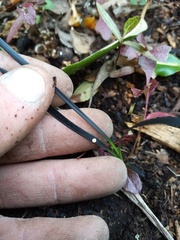 Ophiopogon planiscapus