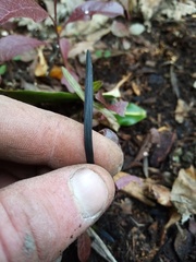 Ophiopogon planiscapus