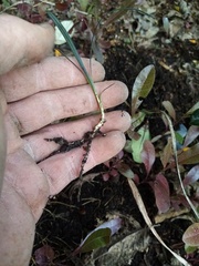 Ophiopogon planiscapus