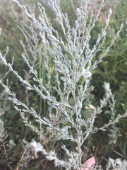 Artemisia