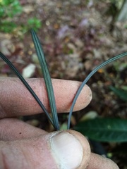 Ophiopogon planiscapus