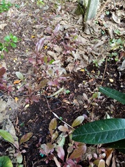 Ophiopogon planiscapus