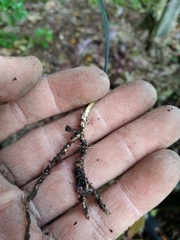 Ophiopogon planiscapus